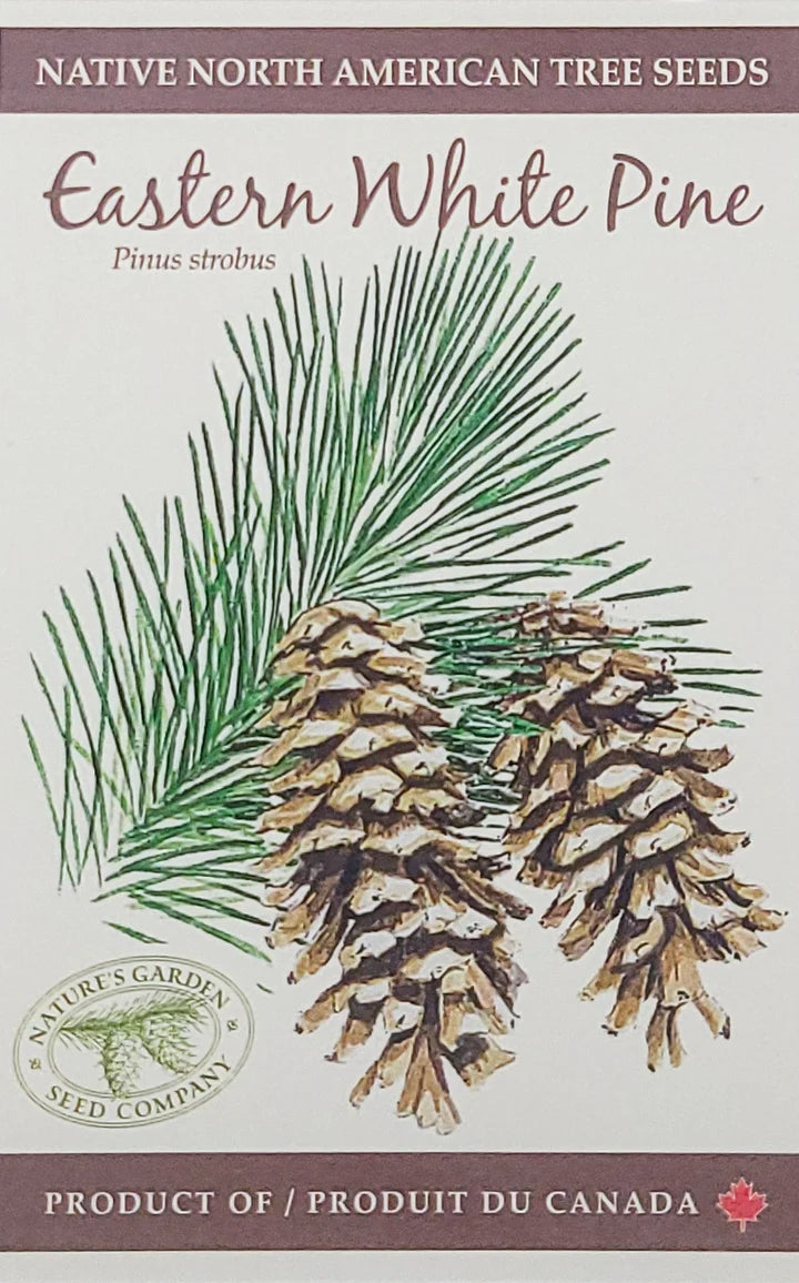 Eastern White Pine Tree Seeds