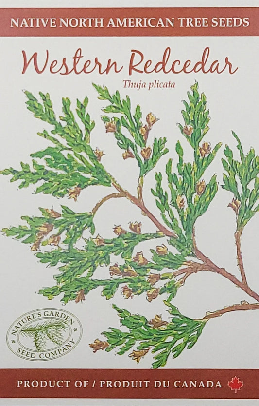 Western Redcedar Tree Seeds